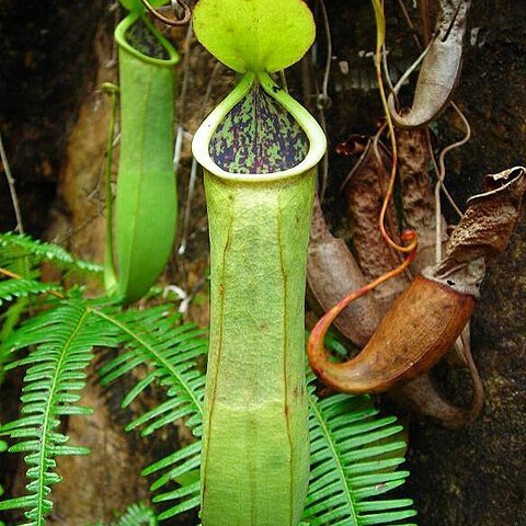 Nepenthes benstonei unspecified picture