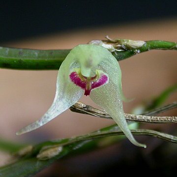 Octomeria octomeriantha unspecified picture