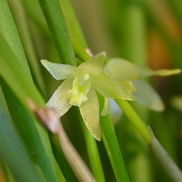 Octomeria linearifolia unspecified picture