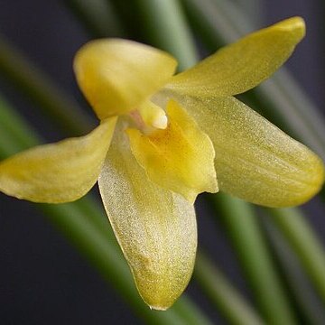 Octomeria juncifolia unspecified picture