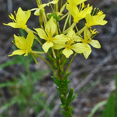 Oenothera clelandii unspecified picture