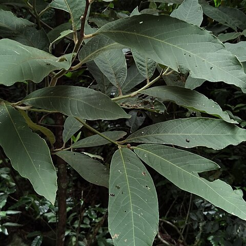 Ocotea sinuata unspecified picture