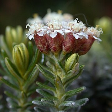 Ozothamnus ledifolius unspecified picture