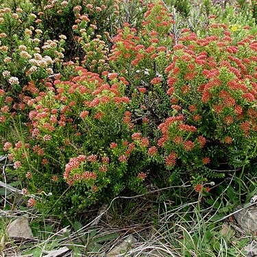 Ozothamnus alpinus unspecified picture