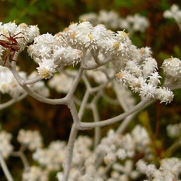 Pithocarpa cordata unspecified picture