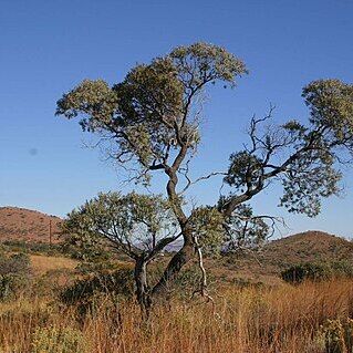 Ozoroa paniculosa unspecified picture