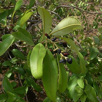 Ozoroa insignis unspecified picture