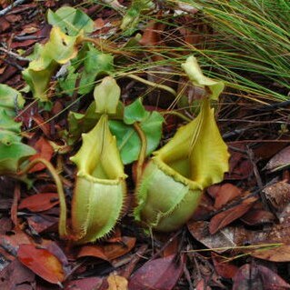 Nepenthes veitchii unspecified picture