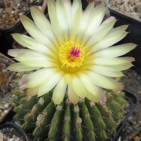 Parodia buiningii unspecified picture