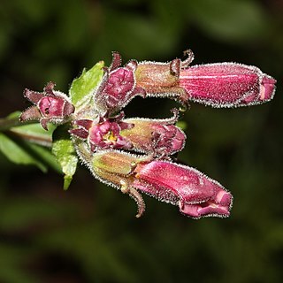 Nothochelone nemorosa unspecified picture