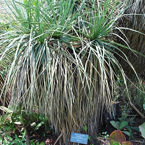 Nolina parviflora unspecified picture