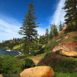 Araucaria heterophylla unspecified picture