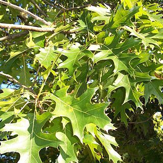 Quercus ellipsoidalis unspecified picture