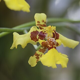 Oncidium polyadenium unspecified picture