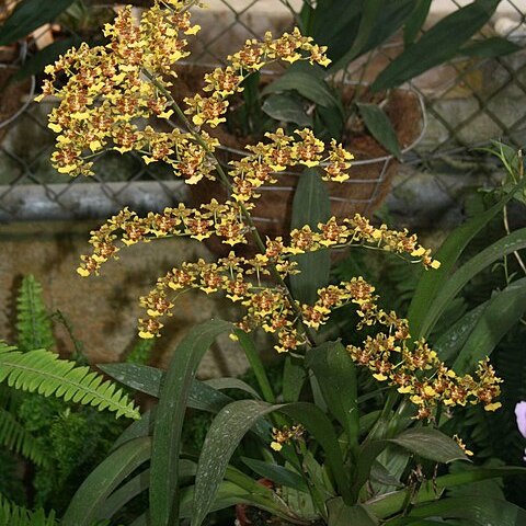 Oncidium polycladium unspecified picture