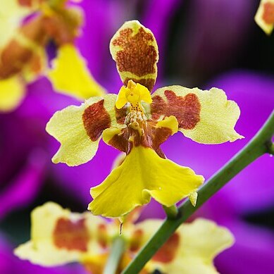 Oncidium unspecified picture