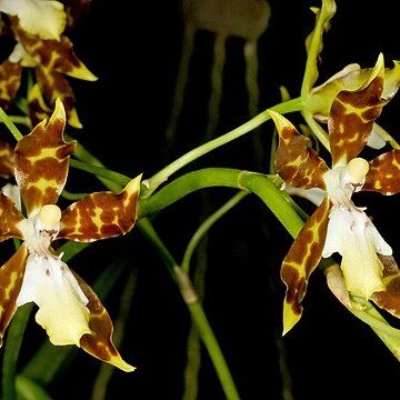 Oncidium maculatum unspecified picture