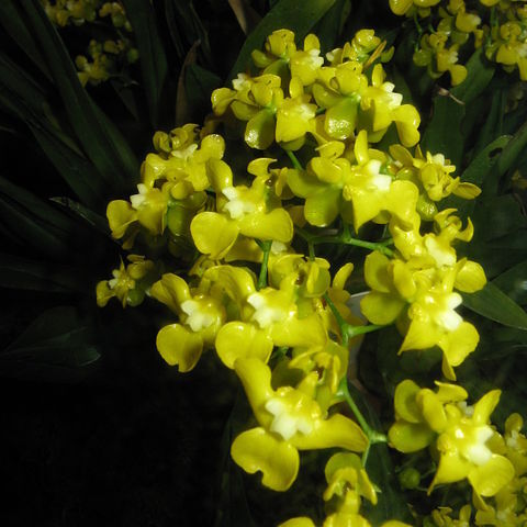 Oncidium cheirophorum unspecified picture