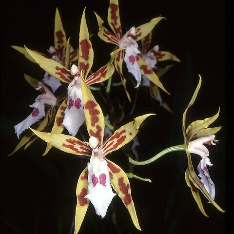 Oncidium constrictum unspecified picture