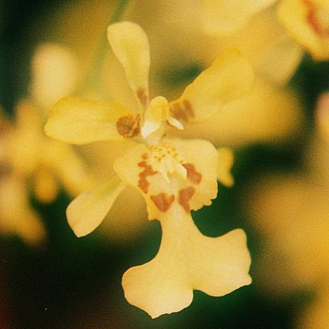 Oncidium obryzatum unspecified picture