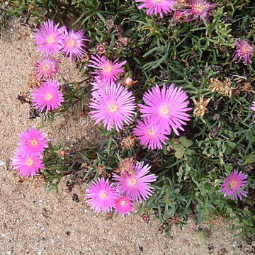 Lampranthus productus unspecified picture