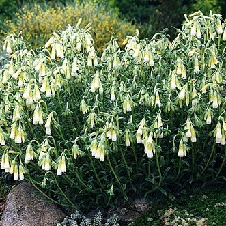 Onosma nana unspecified picture