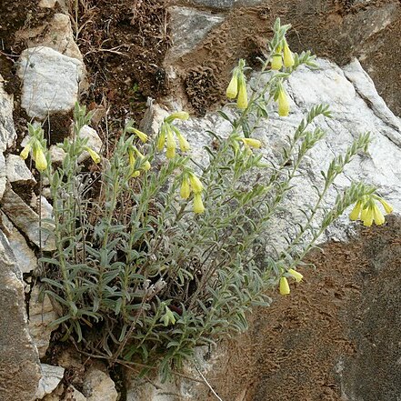 Onosma heterophylla unspecified picture