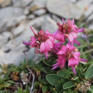 Onobrychis pyrenaica unspecified picture