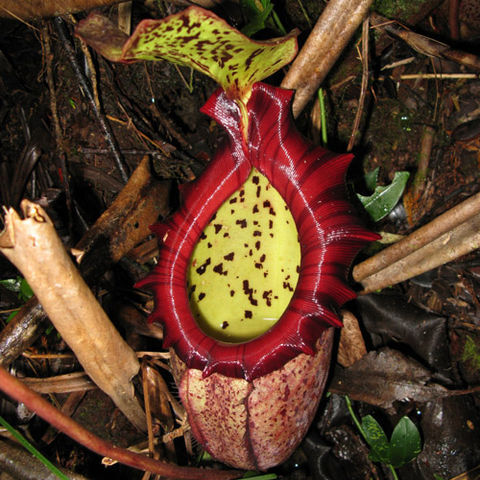 Nepenthes x alisaputrana unspecified picture