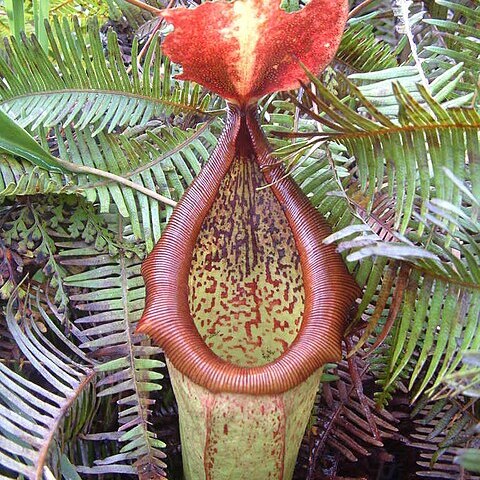 Nepenthes insignis unspecified picture