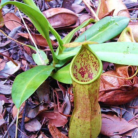 Nepenthes thai unspecified picture