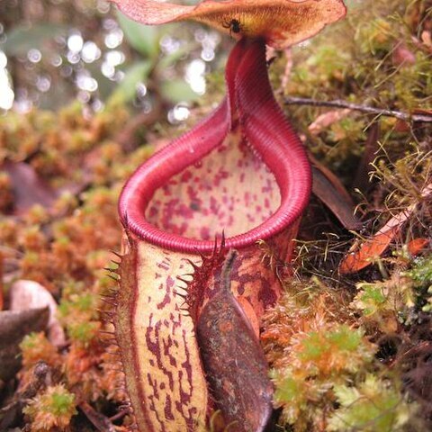 Nepenthes macfarlanei unspecified picture