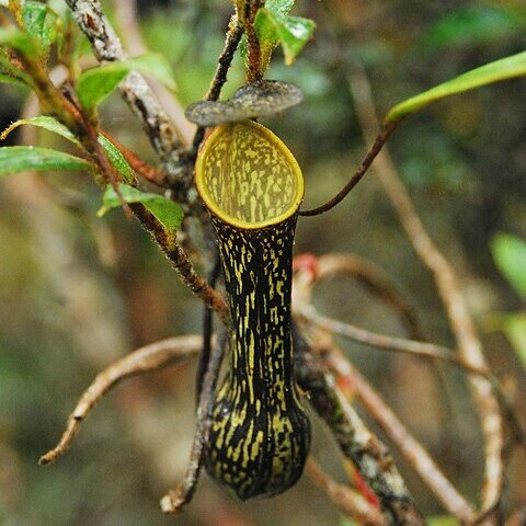 Nepenthes mikei unspecified picture