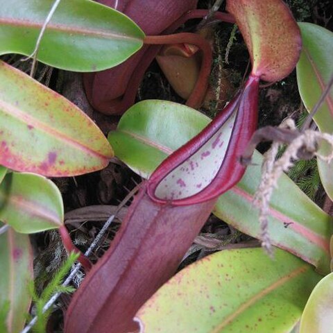 Nepenthes sanguinea unspecified picture