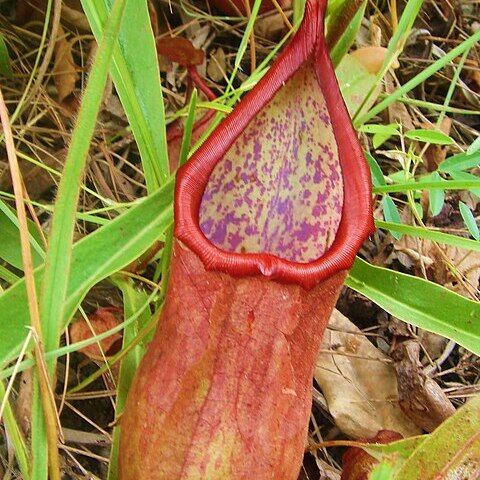 Nepenthes suratensis unspecified picture