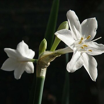 Narcissus broussonetii unspecified picture