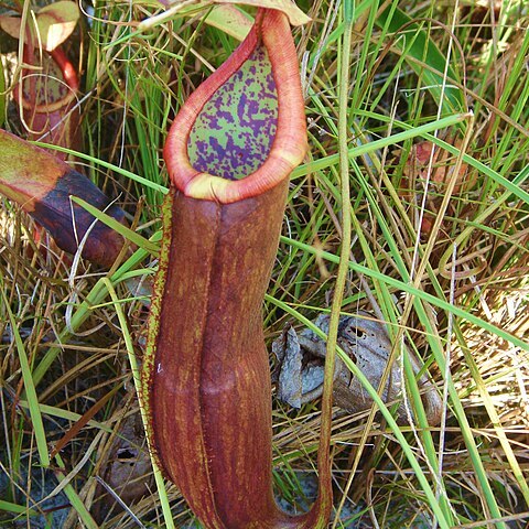 Nepenthes kongkandana unspecified picture