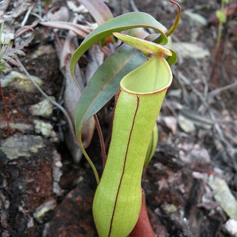 Nepenthes gracilis unspecified picture