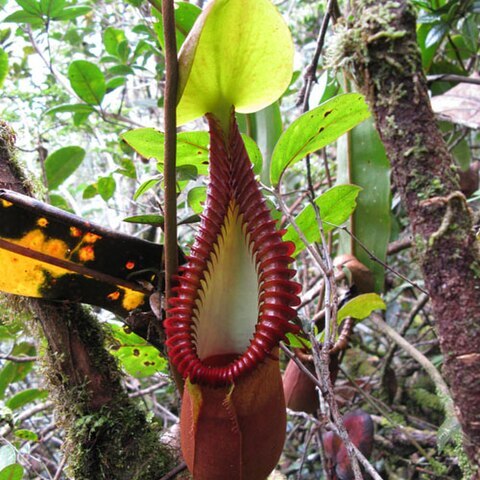 Nepenthes macrophylla unspecified picture