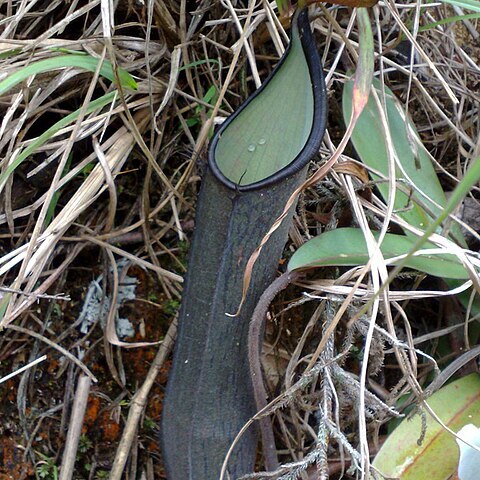 Nepenthes ramispina unspecified picture