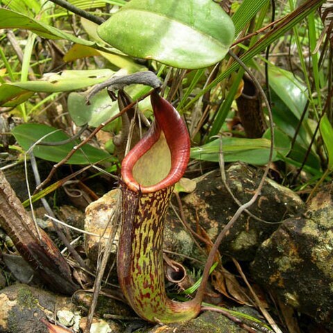 Nepenthes fusca unspecified picture