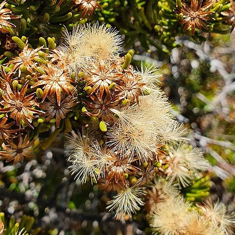 Olearia ledifolia unspecified picture