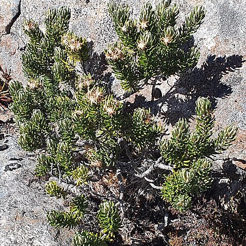 Olearia ledifolia unspecified picture