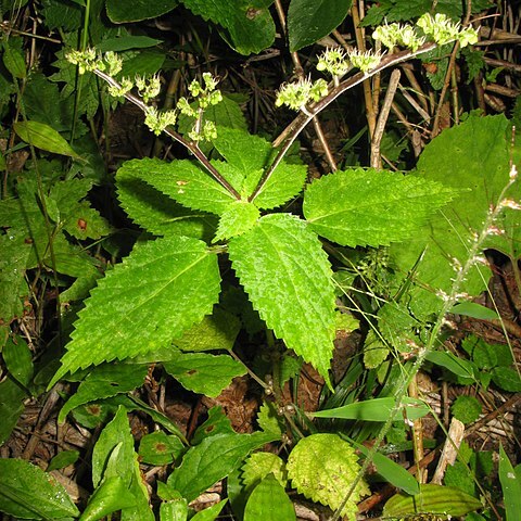 Laportea bulbifera unspecified picture