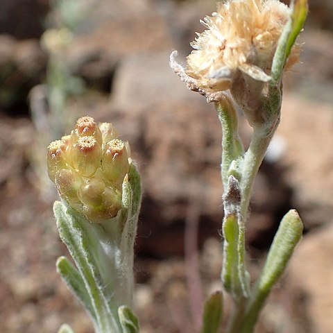 Helichrysum teydeum unspecified picture