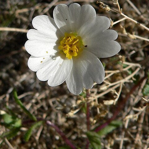 Layia glandulosa unspecified picture