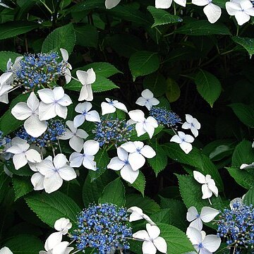 Hydrangea serrata unspecified picture