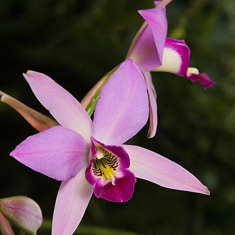 Laelia gouldiana unspecified picture