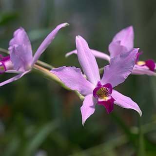 Laelia anceps unspecified picture