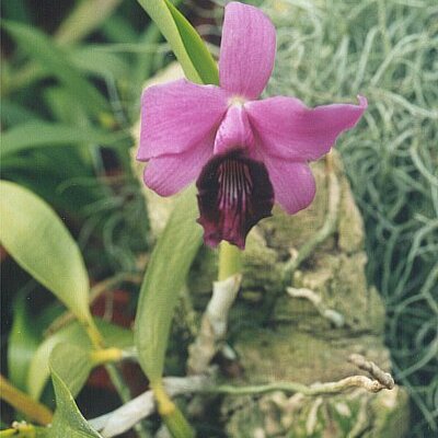 Cattleya bicalhoi unspecified picture